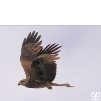 گونه کورکور سیاه Black Kite